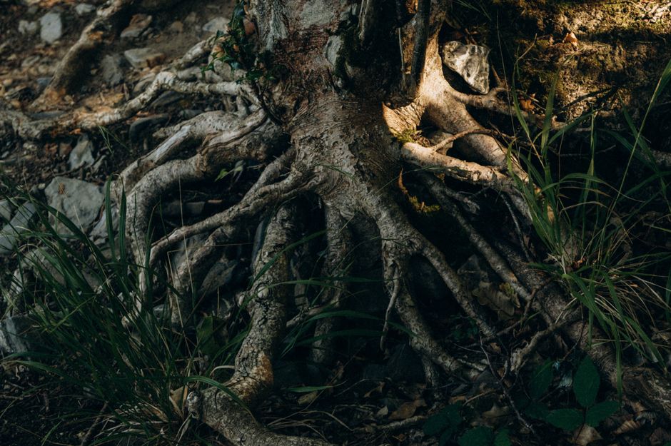 Votre bilan bien-être, au quotidien 11 Ginseng : mon guide pour une vitalité naturelle et un bien-être optimal