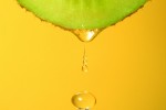 L’huile de Kiwi