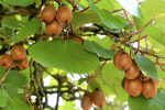 Comment cultiver le kiwi ?
